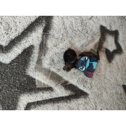 ProductDetailPicture